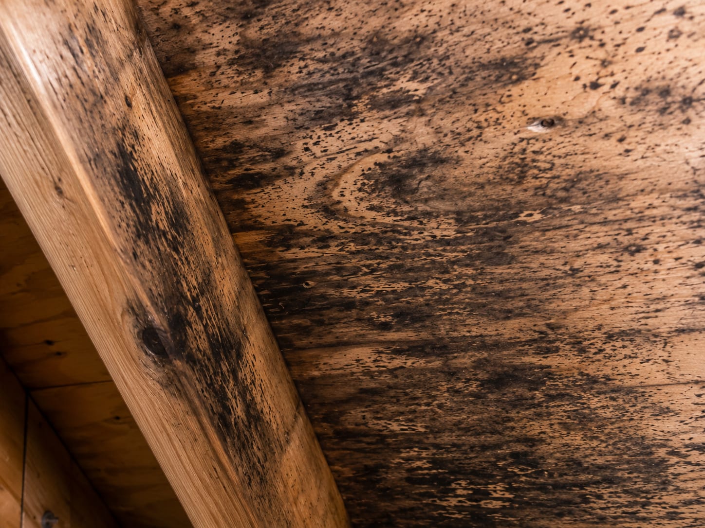 Close-up of dark mold streaks and spotting on attic roof decking and a rafter