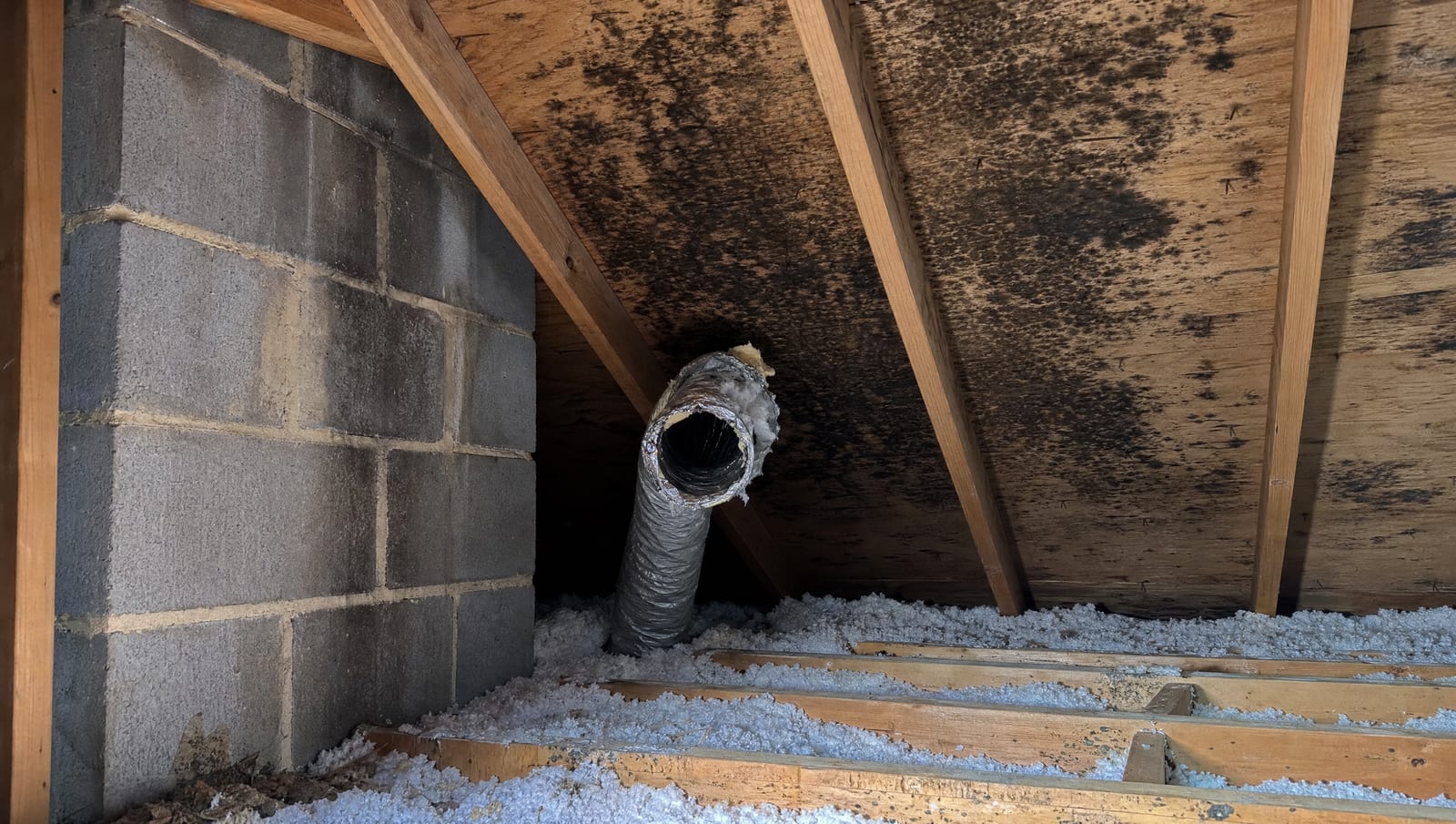 Where the Roof Meets the Attic: Diagnosing Attic Mold in Princeton Junction, NJ Homes, Townhouses, and Condos
