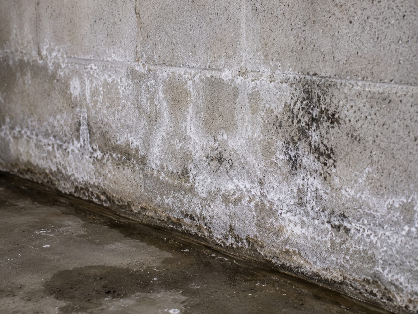 Efflorescence and early mold along a Princeton basement foundation wall