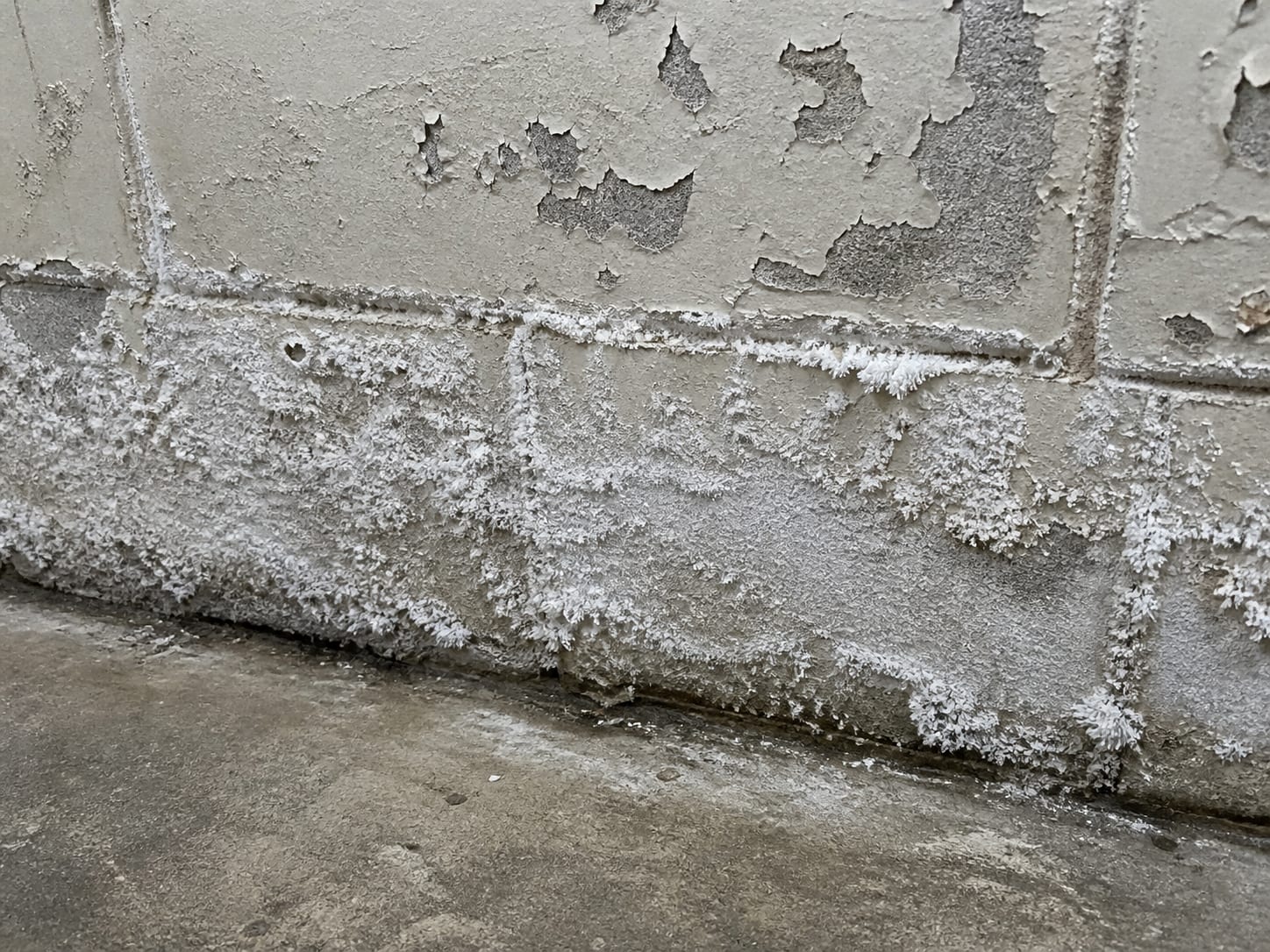 A foundation wall with white powdery mineral deposit spreading across the masonry near floor level, paint lifting in patches above it, in Plainsboro, New Jersey