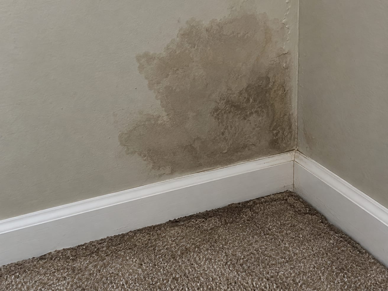 Corner of a finished basement in a Robbinsville, New Jersey house with a dark stained patch on the drywall above the baseboard and a damp carpet edge