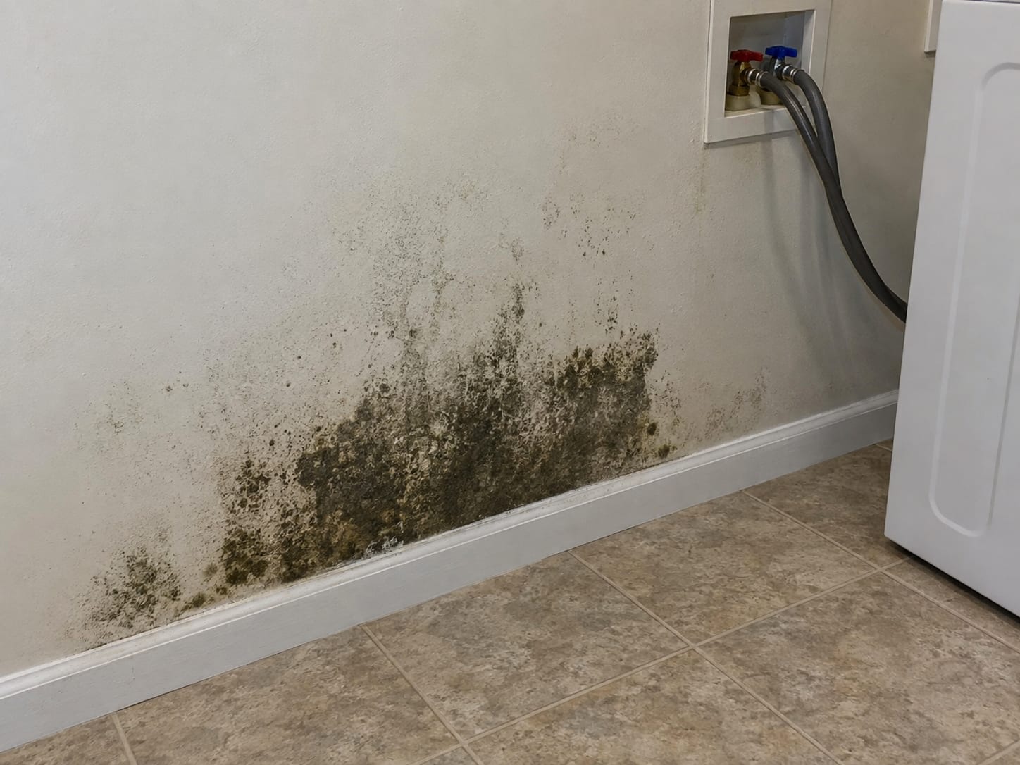 Laundry room wall in a Bridgewater, New Jersey home with a patch of dark growth along the baseboard beside a washer hookup box