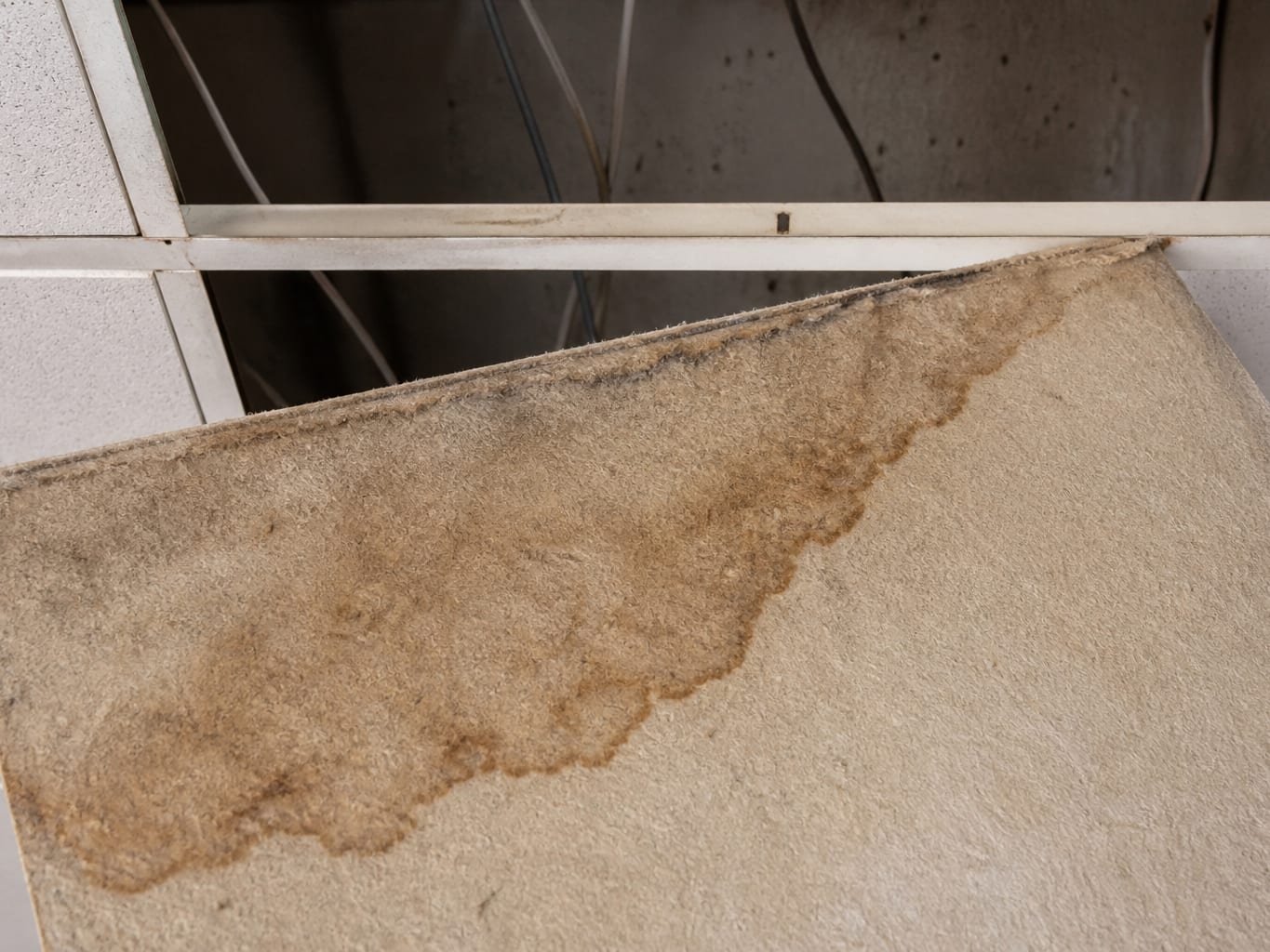 A close view of a water stained mineral fiber ceiling tile lifted out of a suspended grid, its sagged edge and saturated back face showing why porous ceiling tile is removed rather than cleaned
