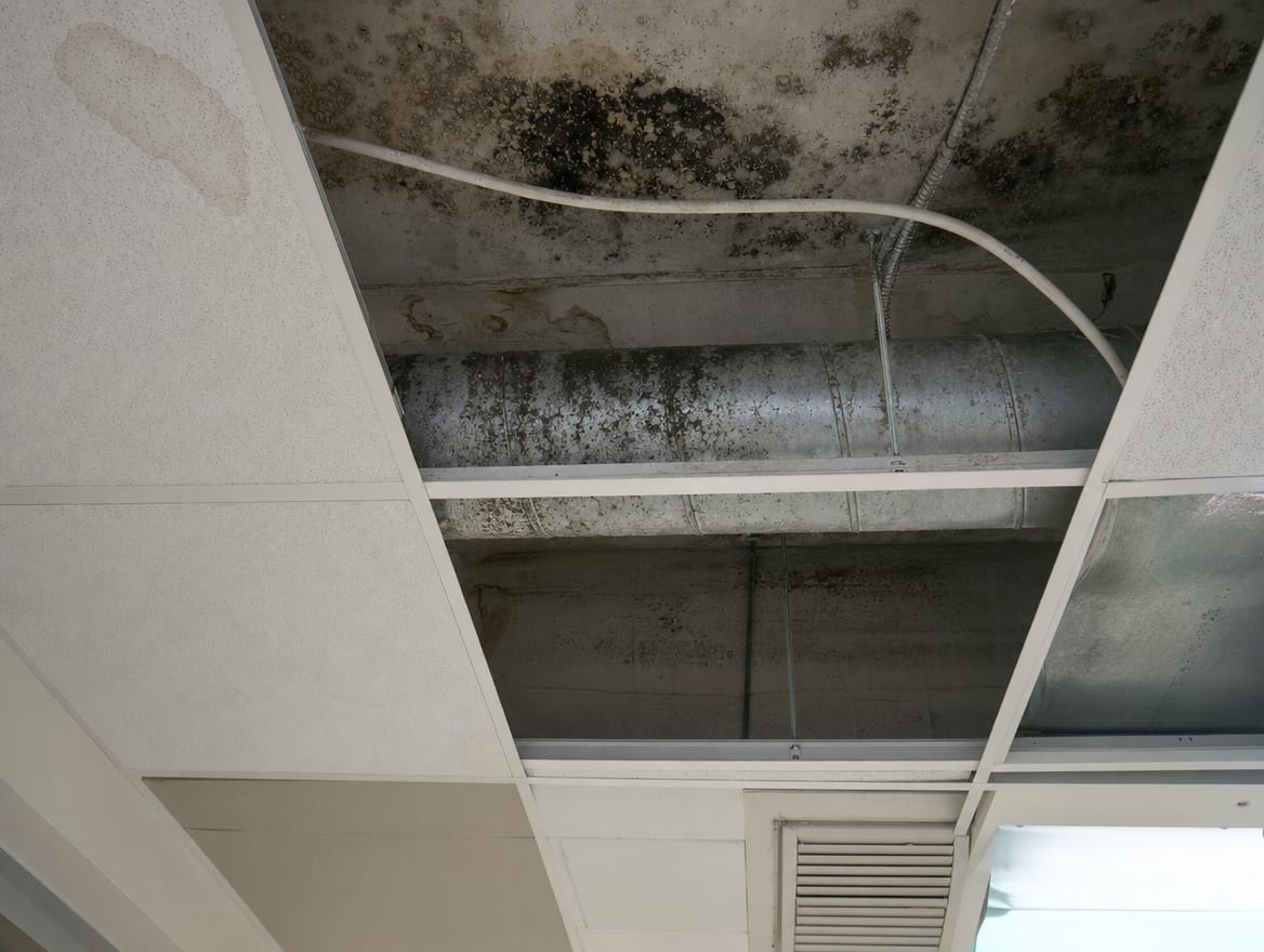 Lifted ceiling tiles in a Princeton Junction office or school revealing dark mold on the deck and an HVAC or roof moisture source above