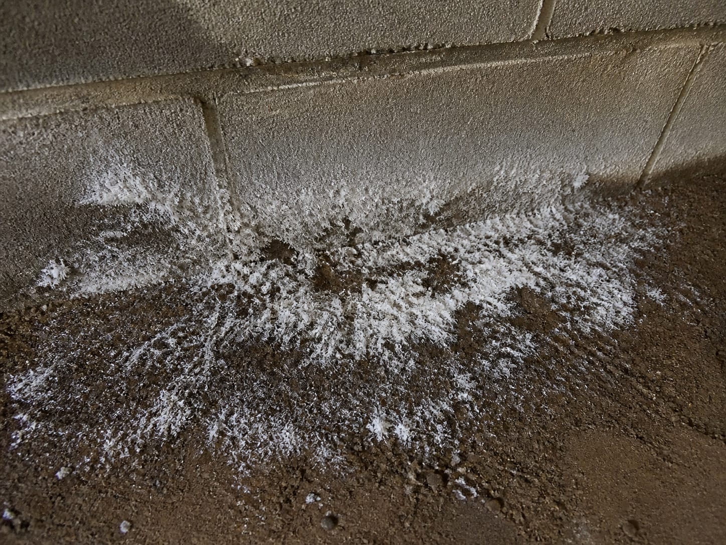 A close view of white fibrous deposits spread across damp bare soil in a crawl space at the base of a block foundation wall