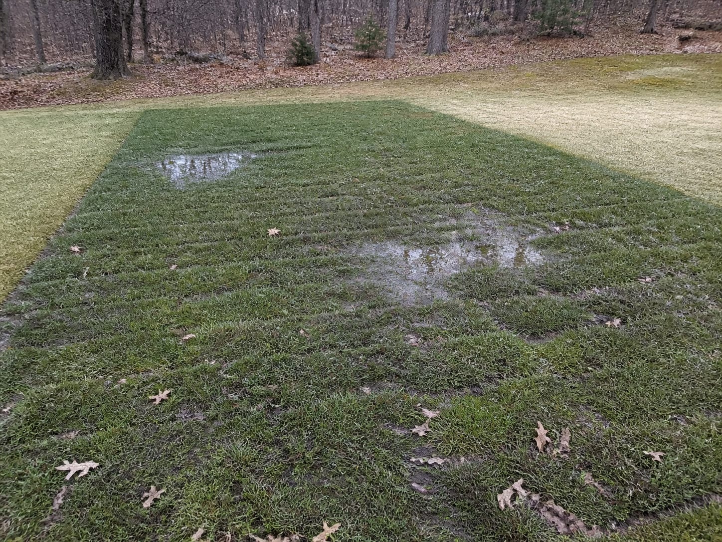 A rectangular area of lawn noticeably darker green and waterlogged than the grass around it, the turf soft and flattened with water standing in the depressions, in Alpine, New Jersey