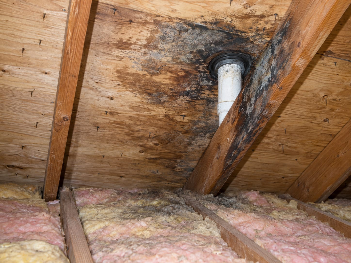 Roof sheathing in a Bridgewater, New Jersey attic with a dark water stain and light surface growth spreading out from a plumbing vent pipe