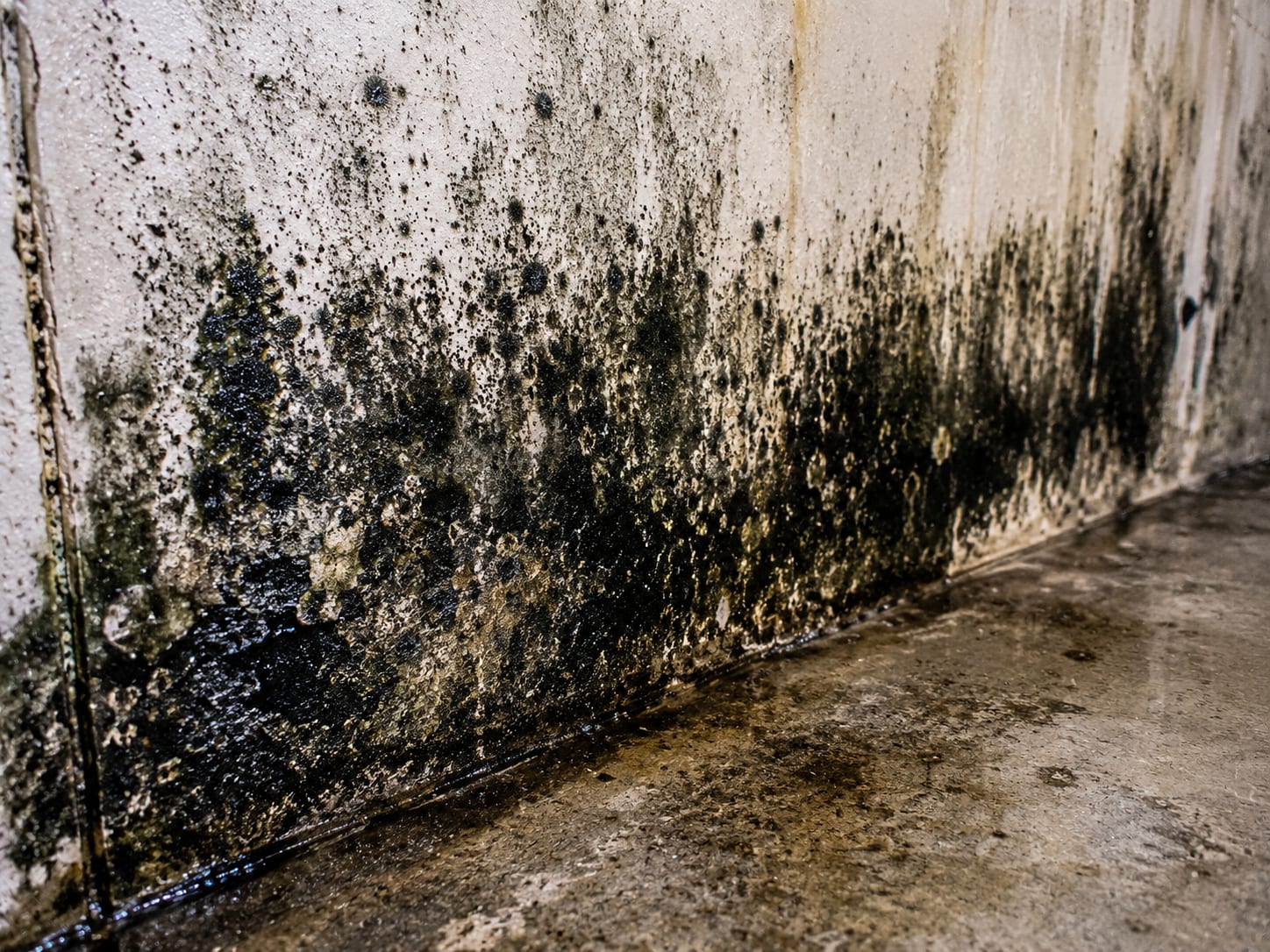Dark black mold growth on a basement wall from prolonged moisture