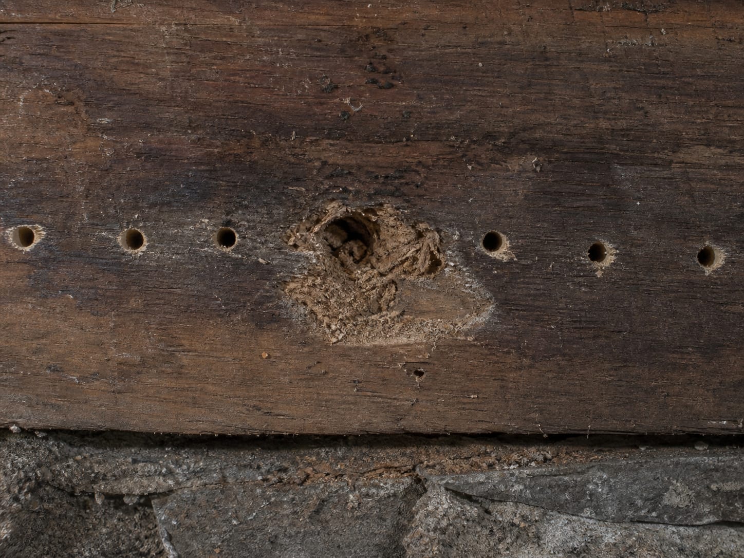 A line of small probe holes across the face of a darkened joist, with one hole broken through into soft fibrous decayed wood while the timber around the others stays sound, in Alpine, New Jersey