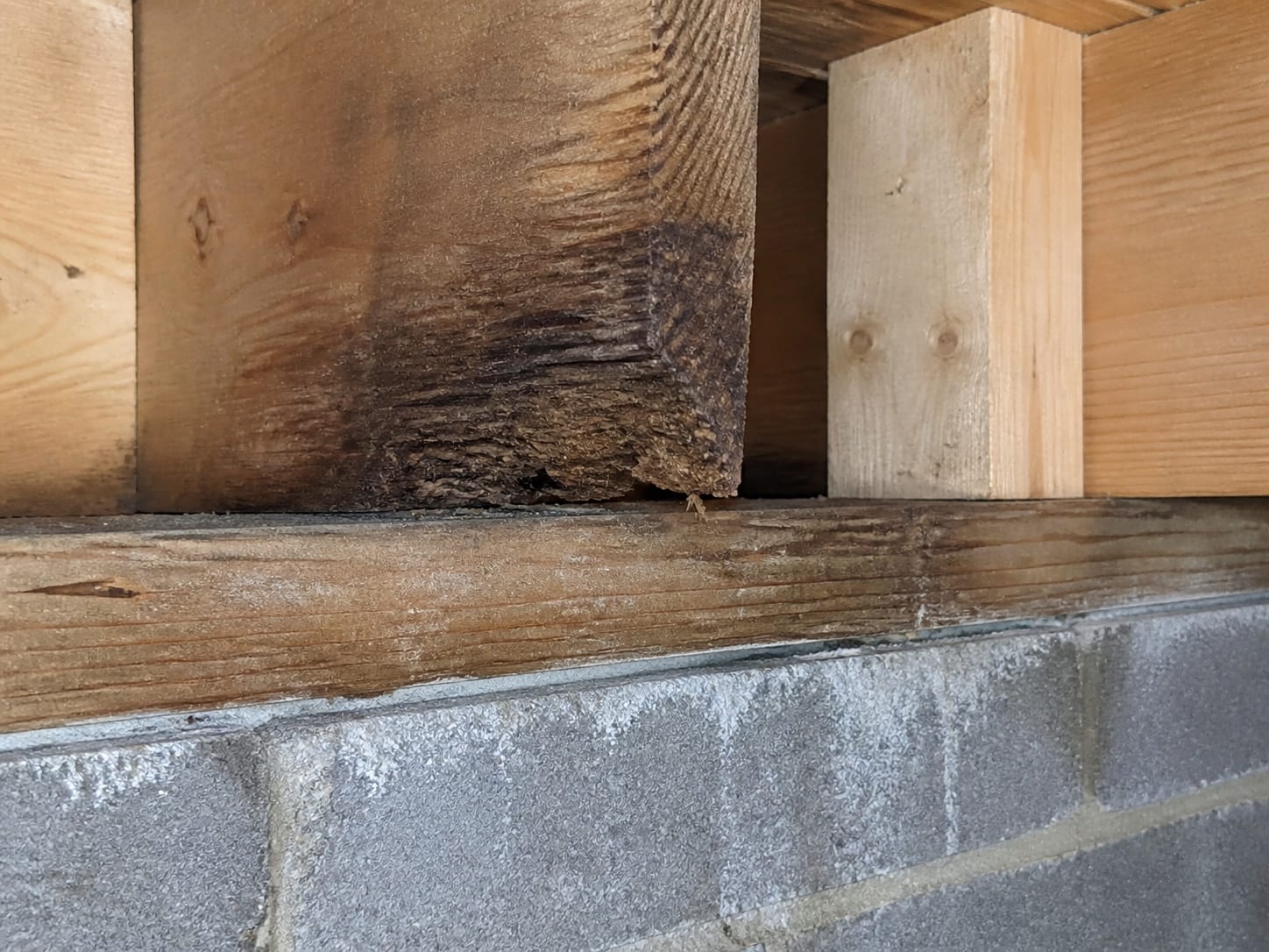 The end of a floor joist where it bears on a sill plate, the bearing area darkened and softened while the adjacent joists are pale and sound, in Plainsboro, New Jersey
