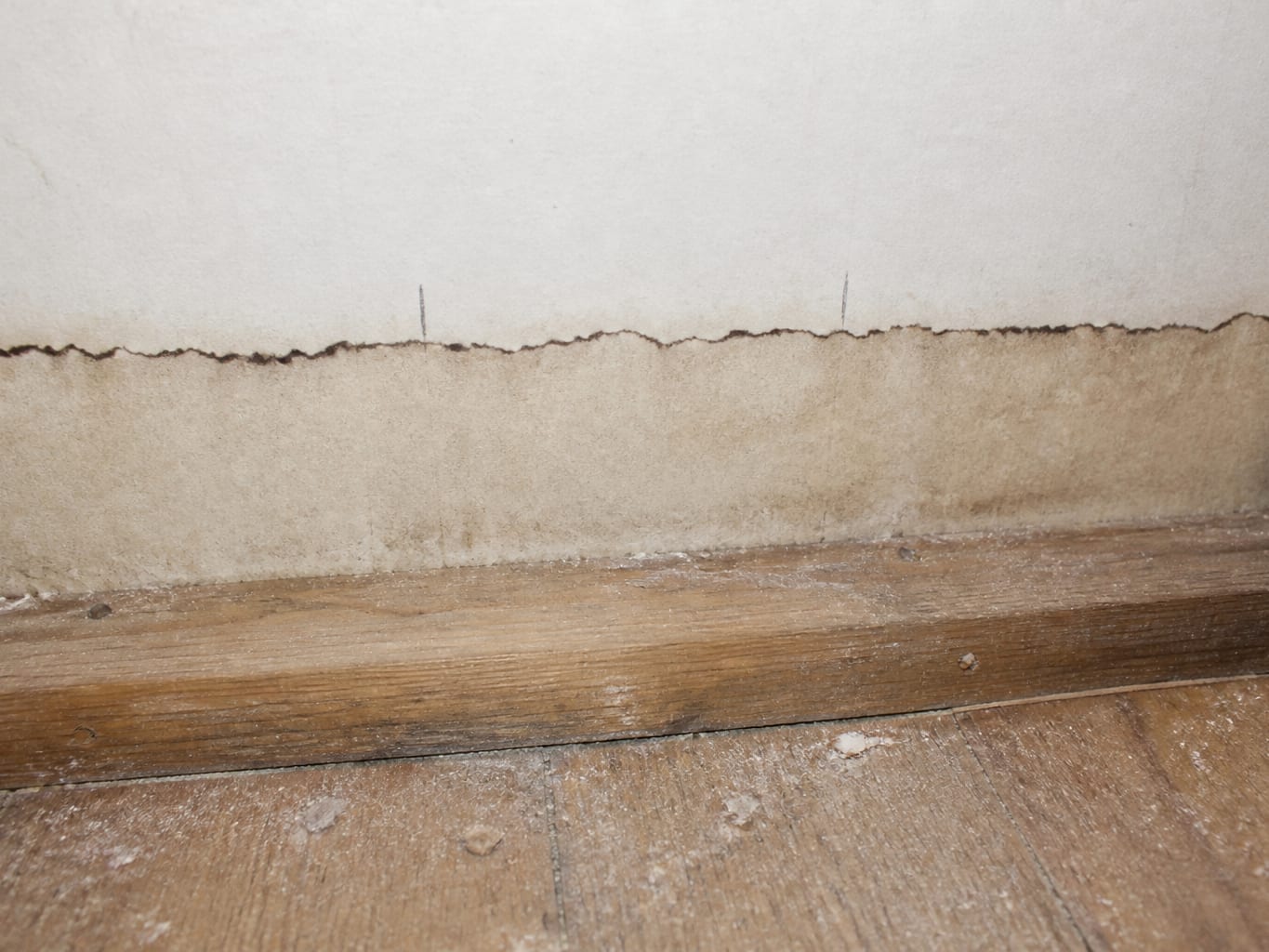 A close view of an exposed drywall base and bottom plate after the baseboard was removed, showing a dark horizontal wick line where water rose into the gypsum and clean dry material above it