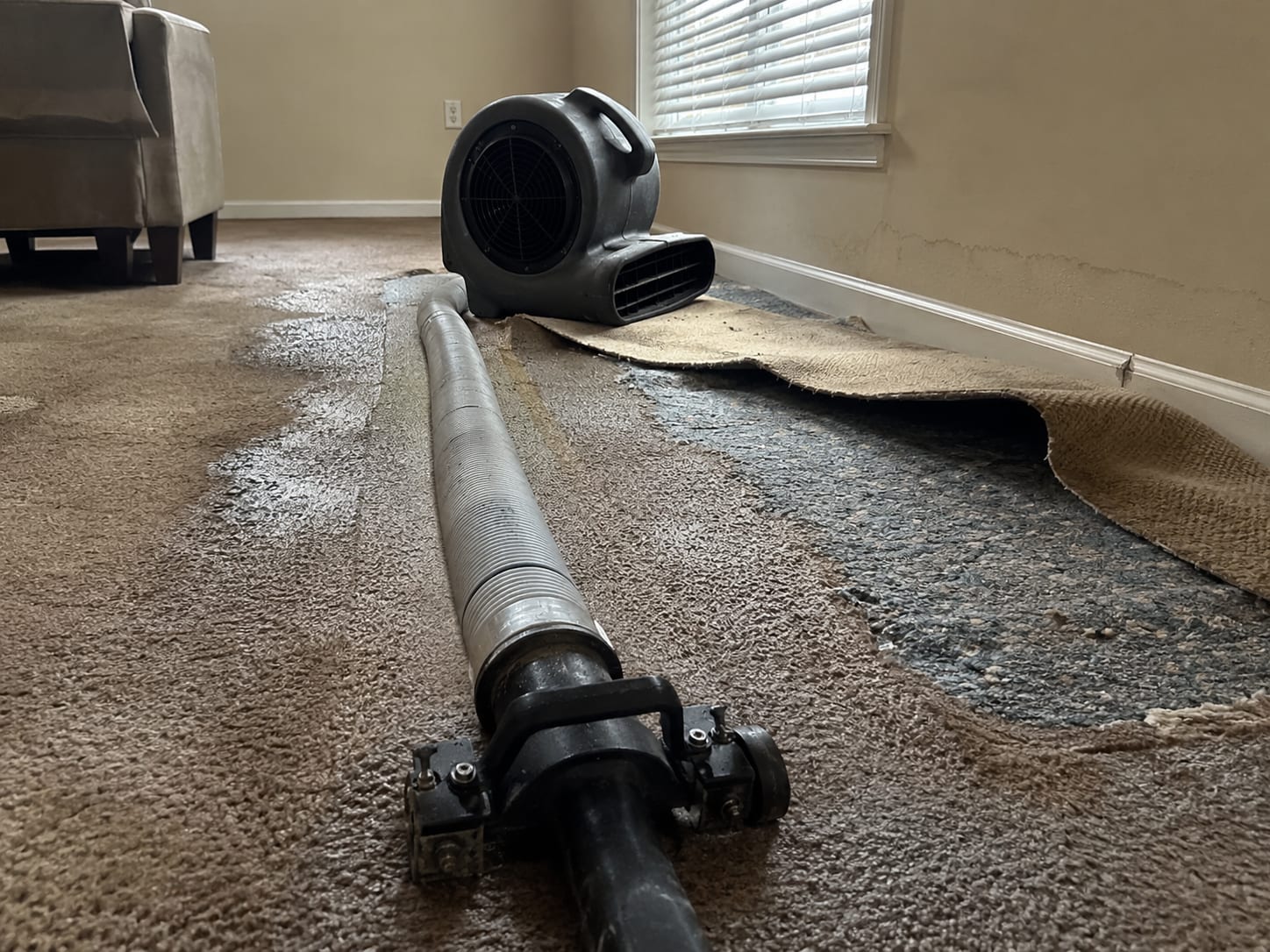 Close view of a commercial truck-mount extraction hose on soaked carpet next to a running air mover in a water-damaged living room
