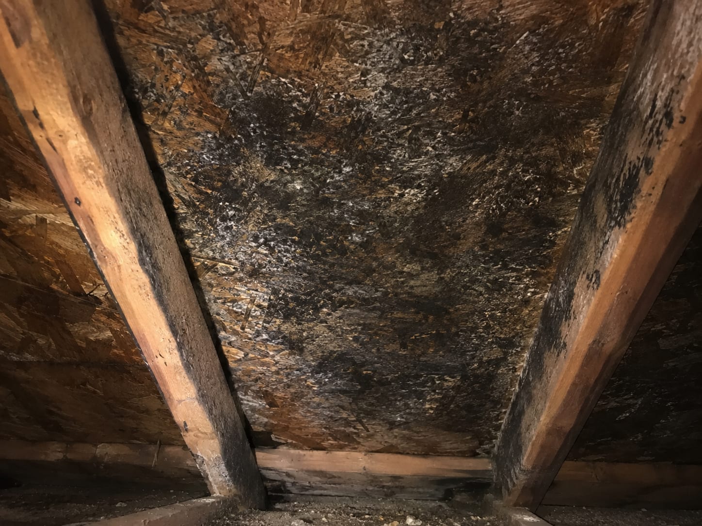 Close detail of heavily mold-stained OSB roof sheathing between attic rafters showing dark black and green surface mold colonies prior to treatment
