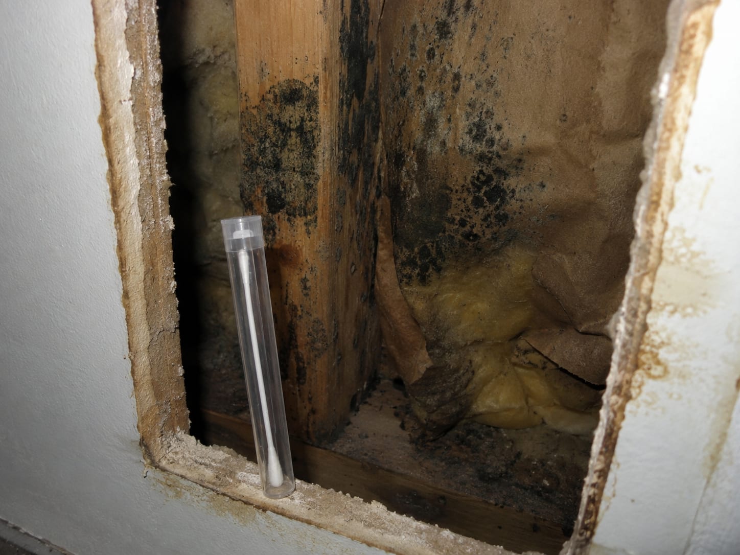 Sterile swab in a clear collection tube resting against opened drywall in a commercial wall cavity showing dark mold colonies on wood framing studs and paper-faced insulation