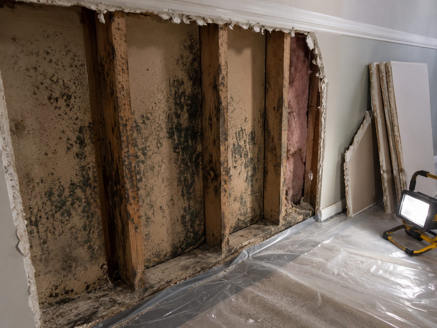 Partially removed drywall panels revealing dark mold growth on wall cavity framing inside a contained residential work area