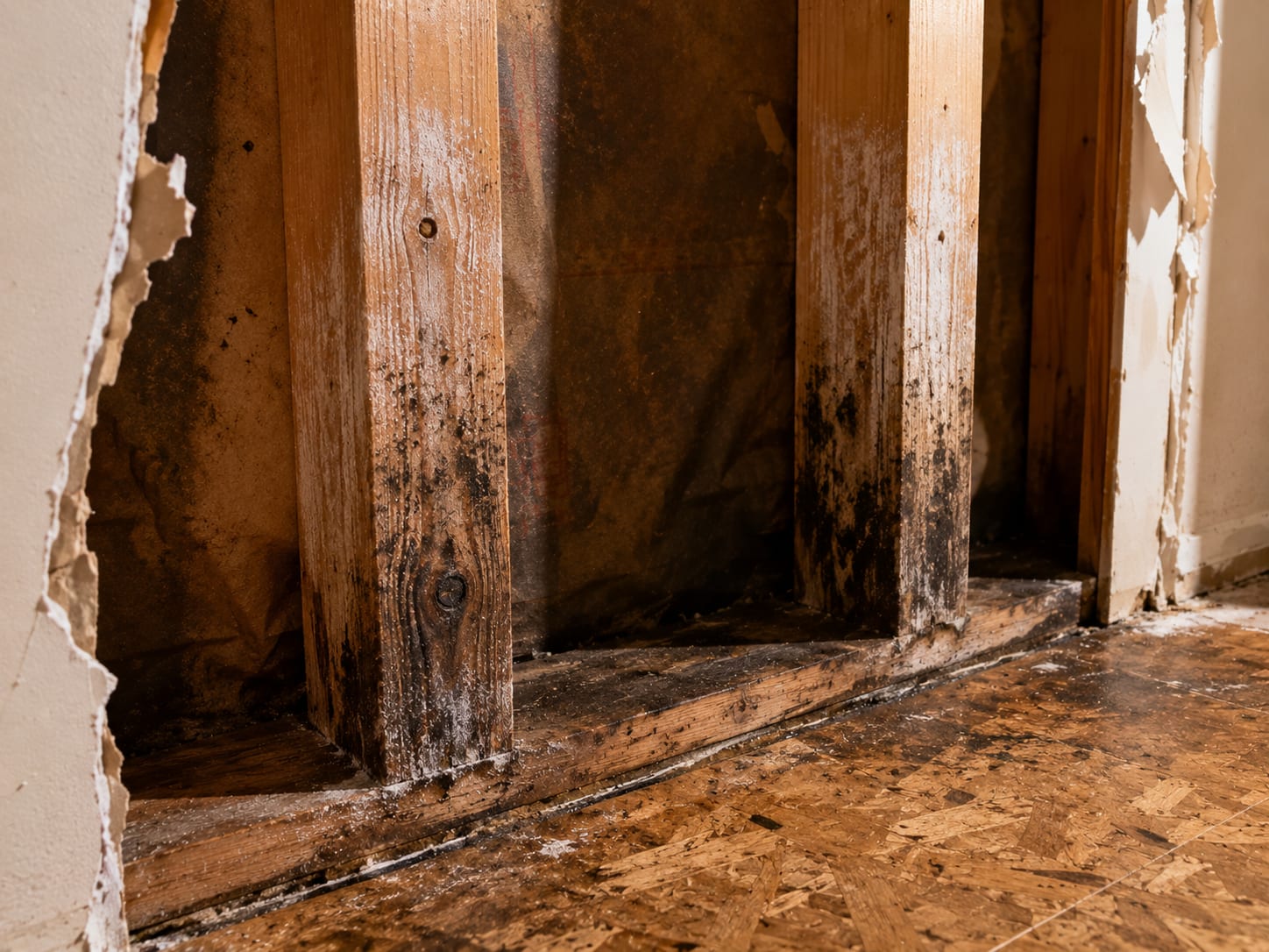 Raw OSB subfloor and bare stud wall cavity after emergency drywall removal in a New Jersey cape cod home with antimicrobial solution drying on framing members and visible old mold staining