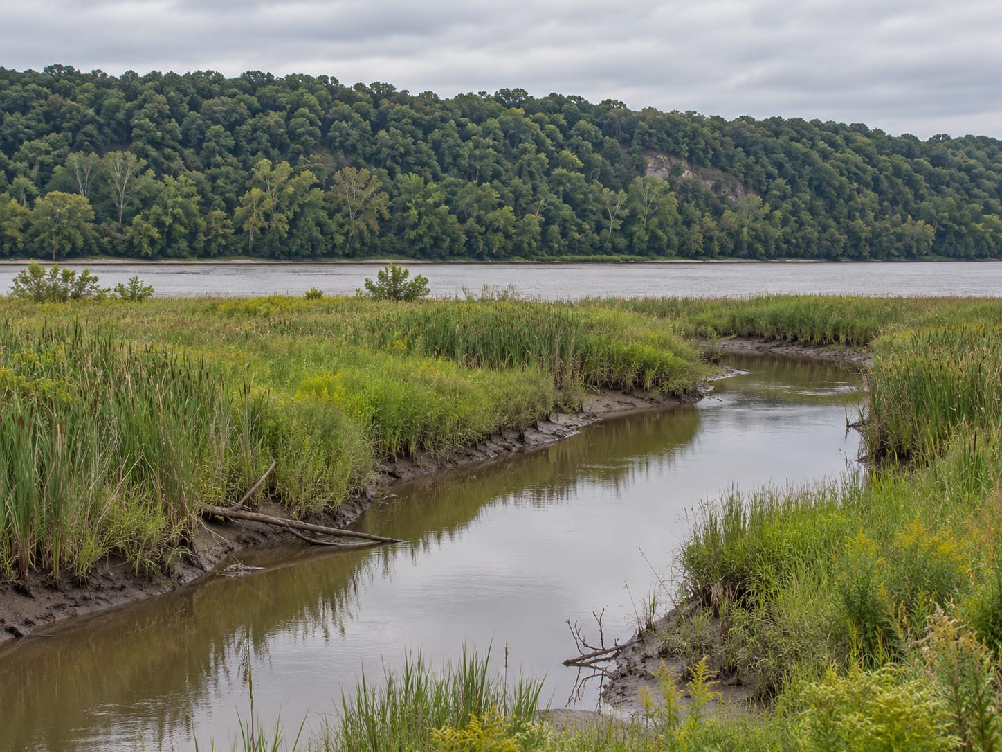 A slow creek winding through a freshwater marsh of reeds and wild rice toward a wide river with a wooded bank, near Bordentown, New Jersey
