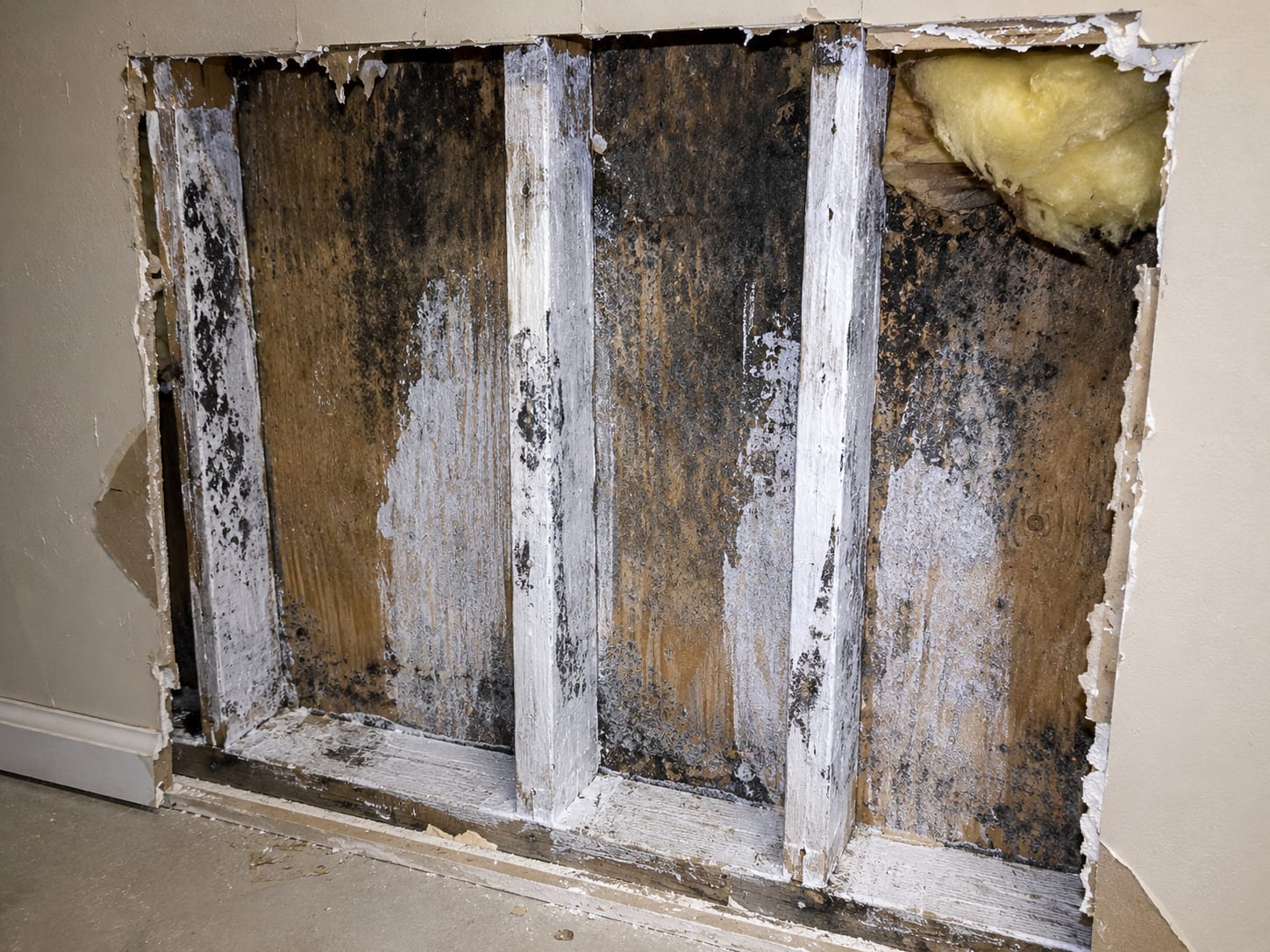 Partially removed drywall panel exposing dark mold-stained wall cavity with treated framing studs