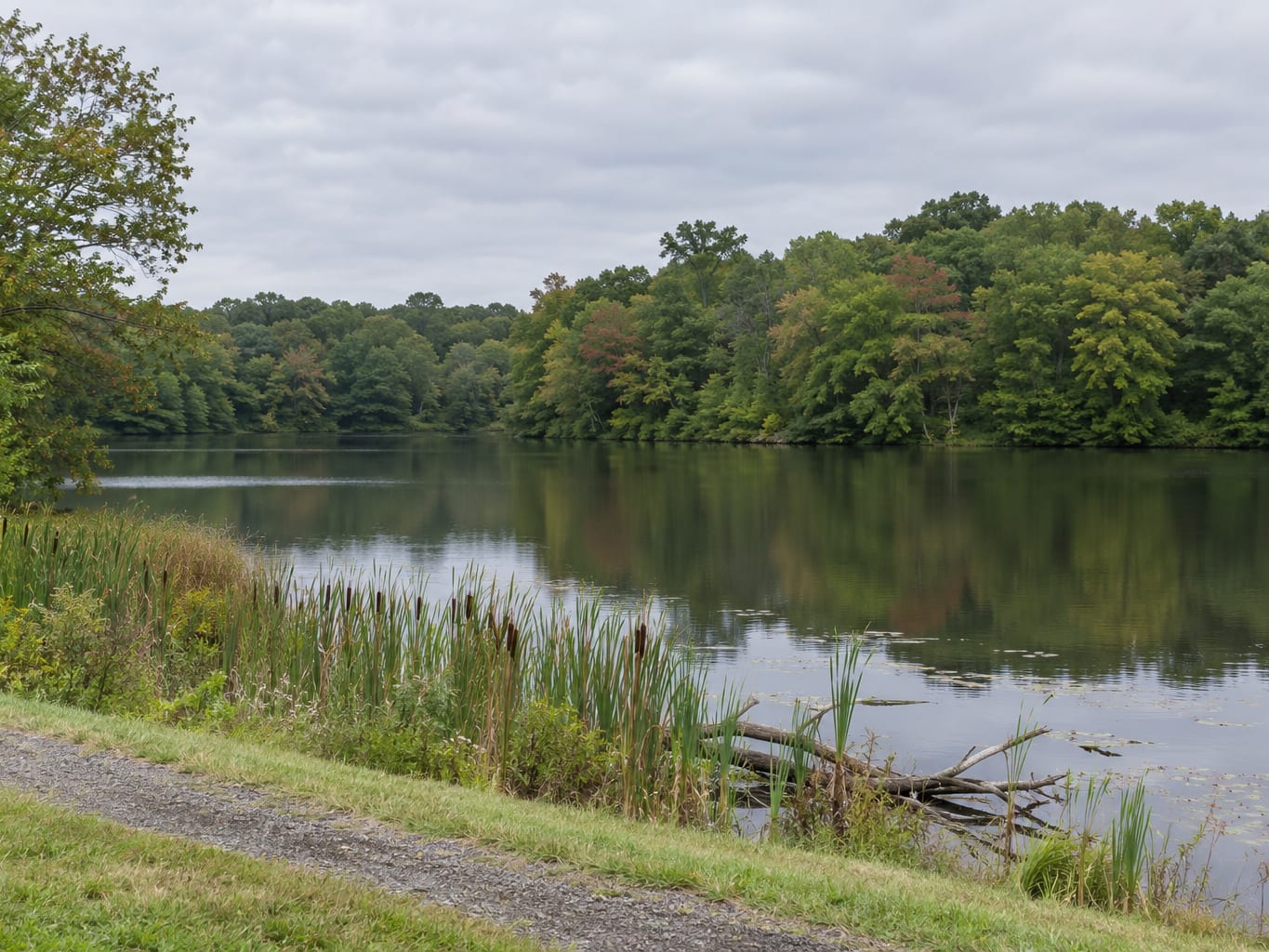 A calm lake with a wooded shoreline of maple and oak, a mown edge and low wet ground at the water's margin, in East Brunswick, New Jersey