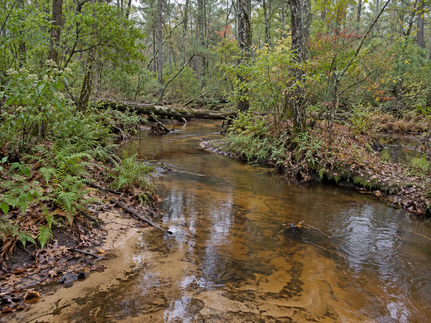 A brook with tea colored water and a sandy bank winding through mixed oak and pitch pine woodland, in Monroe Township, New Jersey