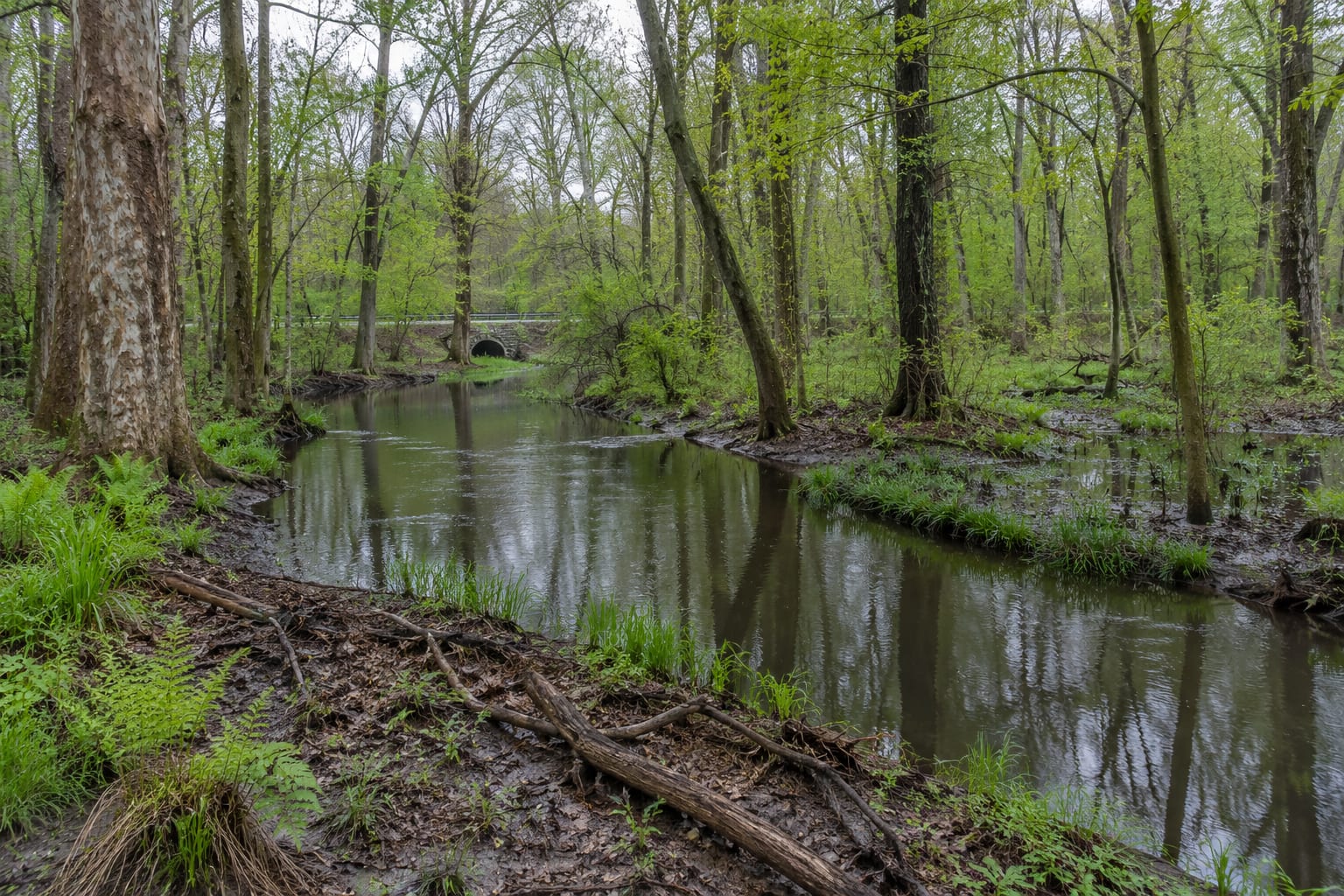 A slow brook running through a flat wooded floodplain with red maples, ferns and standing water in low ground, in North Brunswick, New Jersey