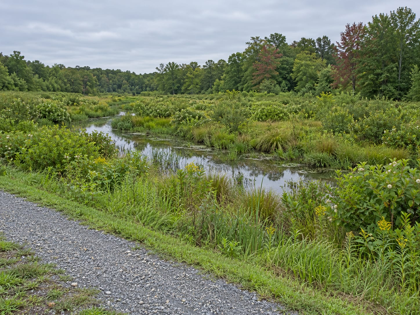 A narrow stream through a wide wetland of shrubs, sedges and standing water, with a forested edge and a gravel path, in Ten Mile Run, New Jersey