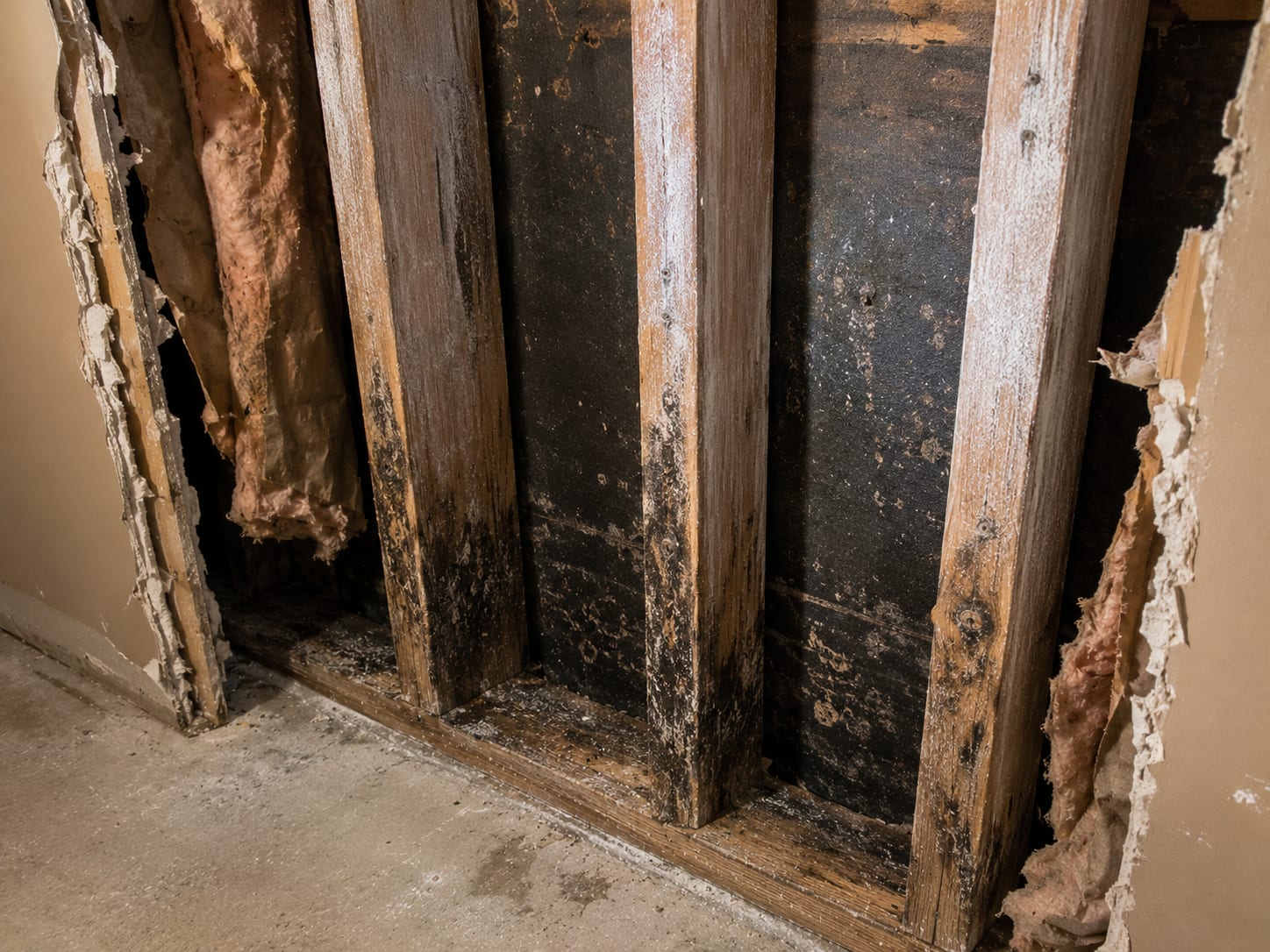 Close view of an exposed drywall cavity with dark mold staining on wood studs being treated with antimicrobial solution in a New Jersey home