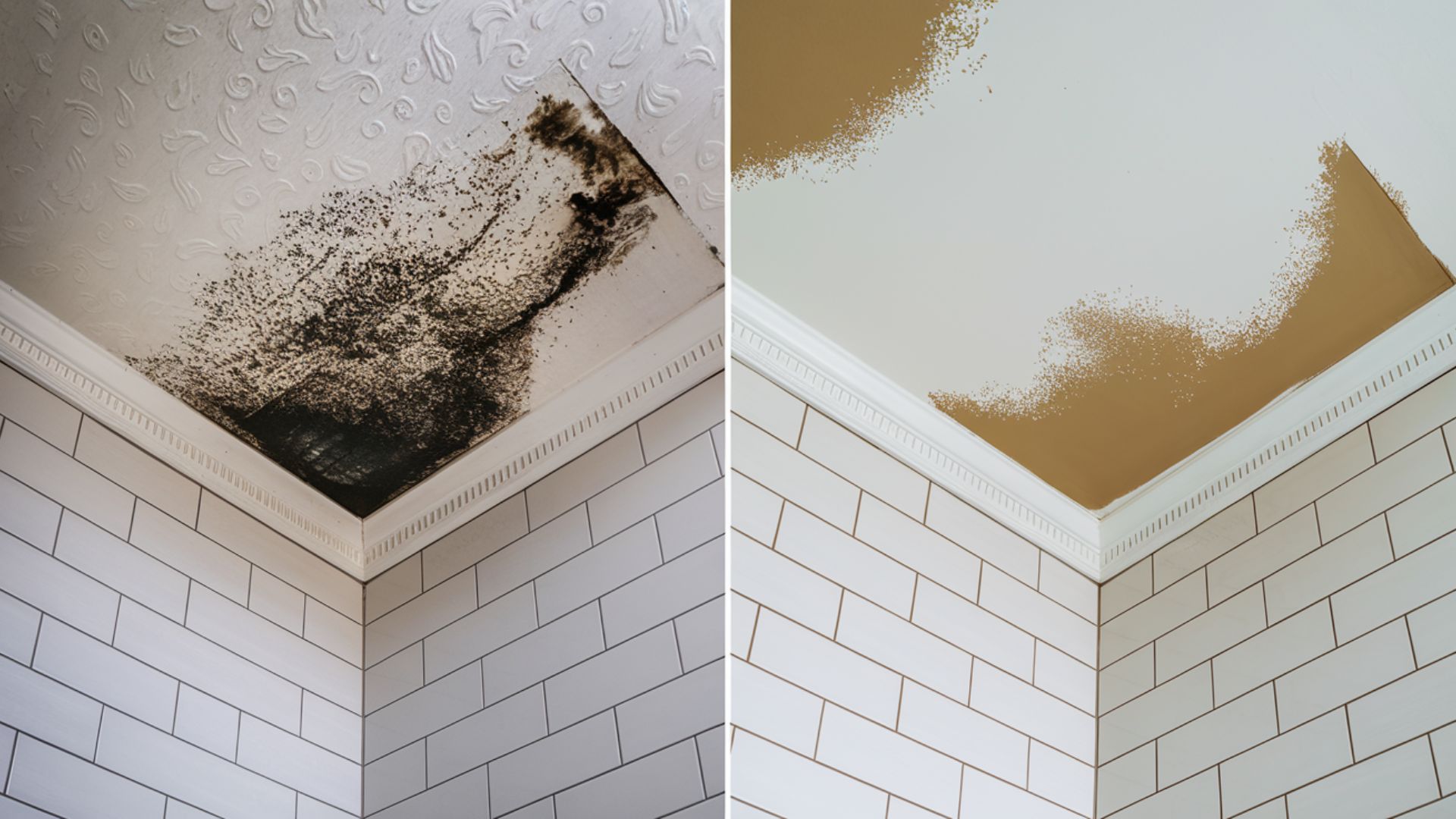 How To Find Mold Inspectors Near You - Forbes Home