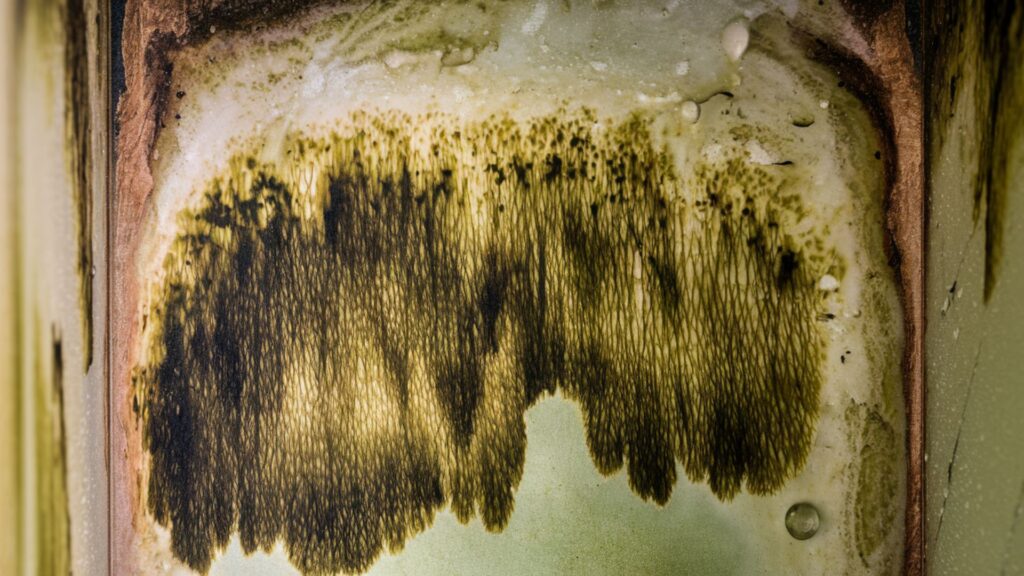Close-up of black mold growing on drywall behind a bathroom vanity